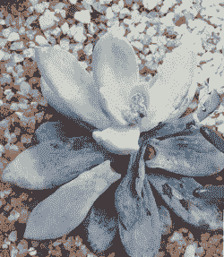 多肉叶片上长褐色结痂的东西 多肉叶片上长褐色结痂的东西