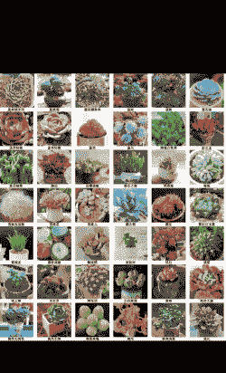 稀有多肉品种 稀有多肉品种