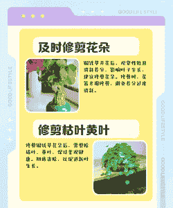 铜钱草开过花以后需要处理吗 铜钱草开过花以后需要处理吗