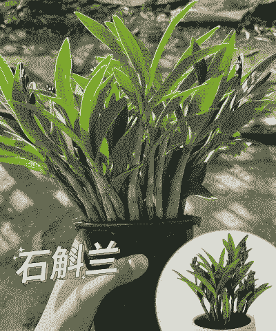 香水石斛兰适合室内养吗 香水石斛兰适合室内养吗