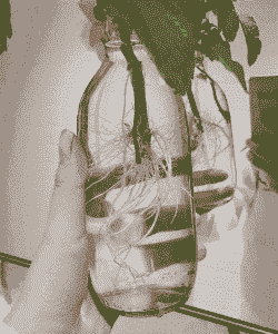 薄荷土培转水培行不行 薄荷土培转水培行不行