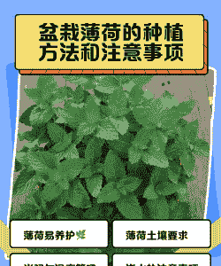 薄荷怎么水培转土培 薄荷怎么水培转土培