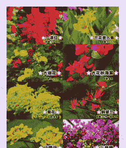 什么鲜花放的时间比较久 什么鲜花放的时间比较久