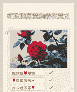 16朵红玫瑰花代表什么意思 16朵红玫瑰花代表什么意思