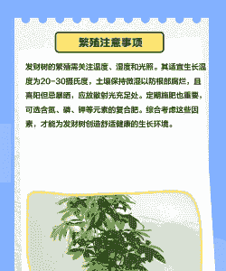 发财树的扦插方法 发财树的扦插方法