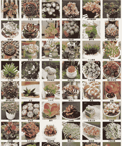 什么是多肉 什么是多肉