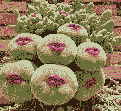 多肉长什么样子 多肉长什么样子