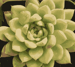 洞庭多肉又叫 洞庭多肉又叫