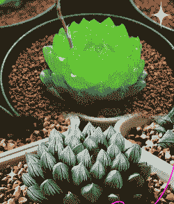 玉露怎么养才能饱满通透 玉露怎么养才能饱满通透