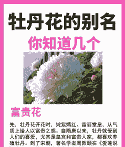 牡丹花的别称 牡丹花的别称