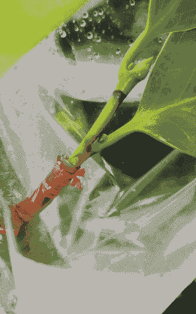 茶树嫁接方法 茶树嫁接方法