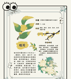 桂花有什么特点 桂花有什么特点