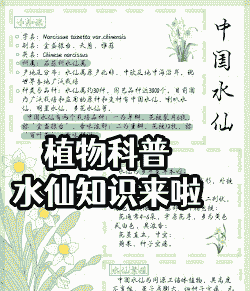 水仙花的科普知识10字 水仙花的科普知识10字