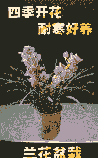 八种耐寒的兰花 八种耐寒的兰花