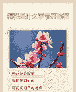 梅花几月开 梅花几月开