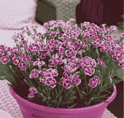 石竹花和什么花是一类 石竹花和什么花是一类