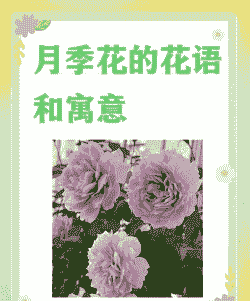 月季的花语 月季的花语