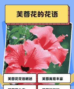 芙蓉花的花语 芙蓉花的花语