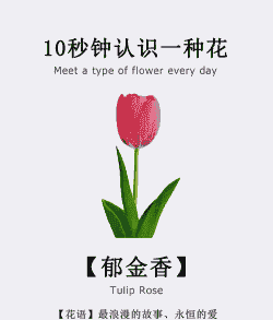 10朵郁金香的花语 10朵郁金香的花语