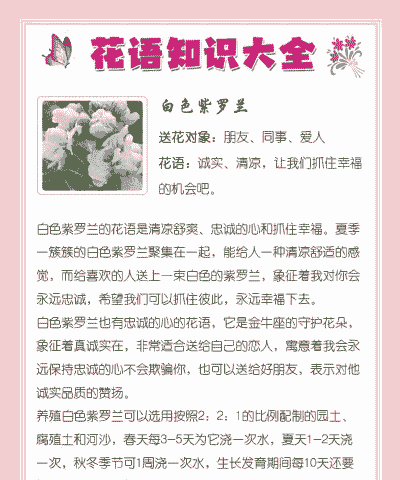 白紫罗兰花语 白紫罗兰花语