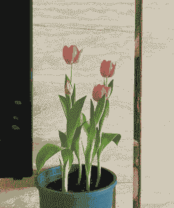 郁金香的种植和养殖方法 郁金香的种植和养殖方法