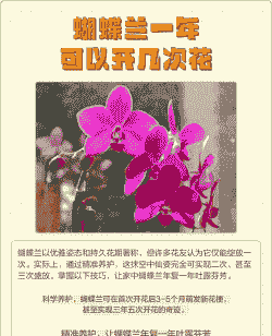 蝴蝶兰可以开多久 蝴蝶兰可以开多久