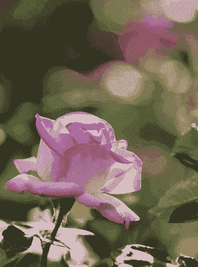 月季花的花瓣像什么 月季花的花瓣像什么