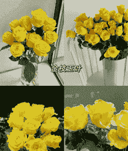 黄玫瑰真正的花语 黄玫瑰真正的花语