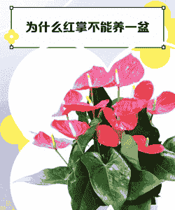 为什么红掌不能养一盆 为什么红掌不能养一盆