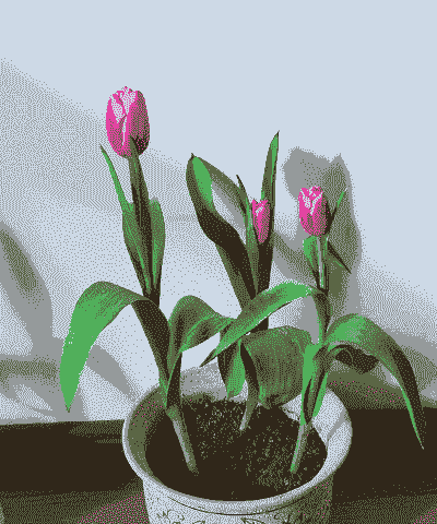 12月可以种郁金香吗 12月可以种郁金香吗