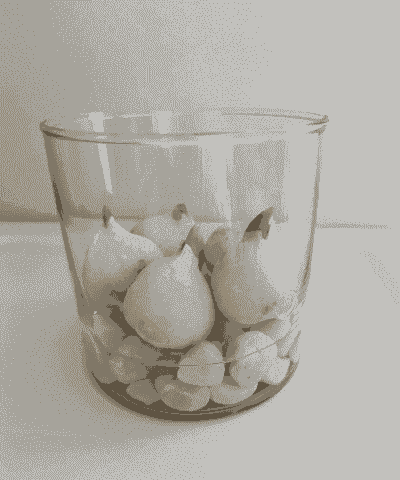 郁金香可以水培吗 郁金香可以水培吗