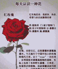 红玫瑰的花语是什么 红玫瑰的花语是什么