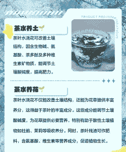 茶叶水可以浇花吗 茶叶水可以浇花吗