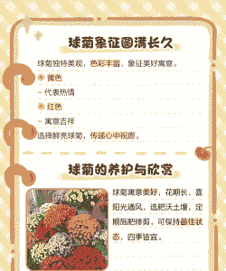 球菊的花语和寓意 球菊的花语和寓意