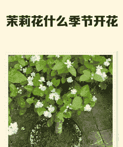 茉莉花几月份开花 茉莉花几月份开花