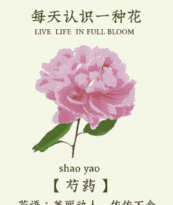 芍药花花语及寓意 芍药花花语及寓意