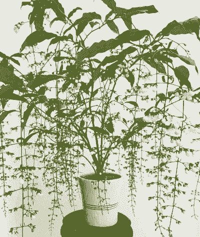 垂丝茉莉一年开几次花 垂丝茉莉一年开几次花