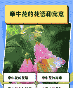 牵牛花寓意 牵牛花寓意