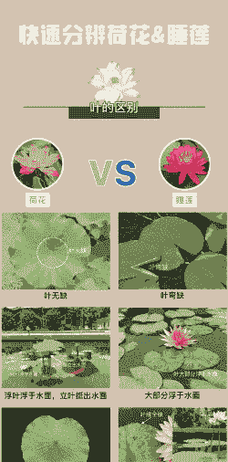 荷花和莲花一样吗 荷花和莲花一样吗