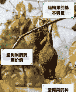 腊梅果子能吃不 腊梅果子能吃不