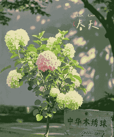 绣球花一年开几次 绣球花一年开几次