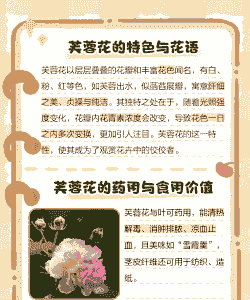 芙蓉花别名 芙蓉花别名