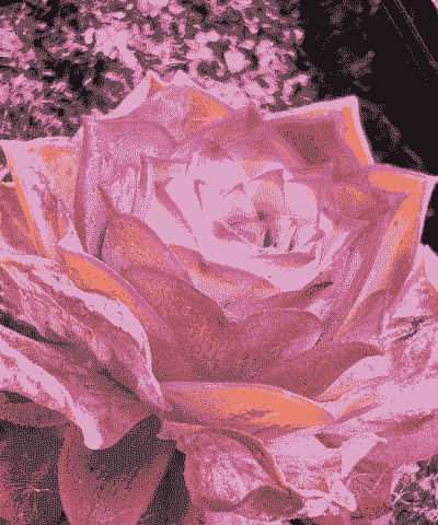 山地玫瑰会变红吗 山地玫瑰会变红吗