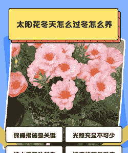 太阳花能过冬吗 太阳花能过冬吗