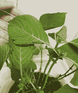 绣球花夏天叶子掉光了还能活么 绣球花夏天叶子掉光了还能活么