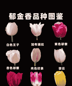 郁金香一年四季都可以种吗 郁金香一年四季都可以种吗