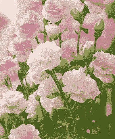 盆栽洋桔梗第二年还开花么 盆栽洋桔梗第二年还开花么