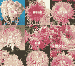 菊花属于什么花卉 菊花属于什么花卉