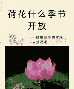 荷花是几月开放的 荷花是几月开放的