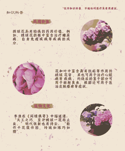 绣球花花期是几月 绣球花花期是几月